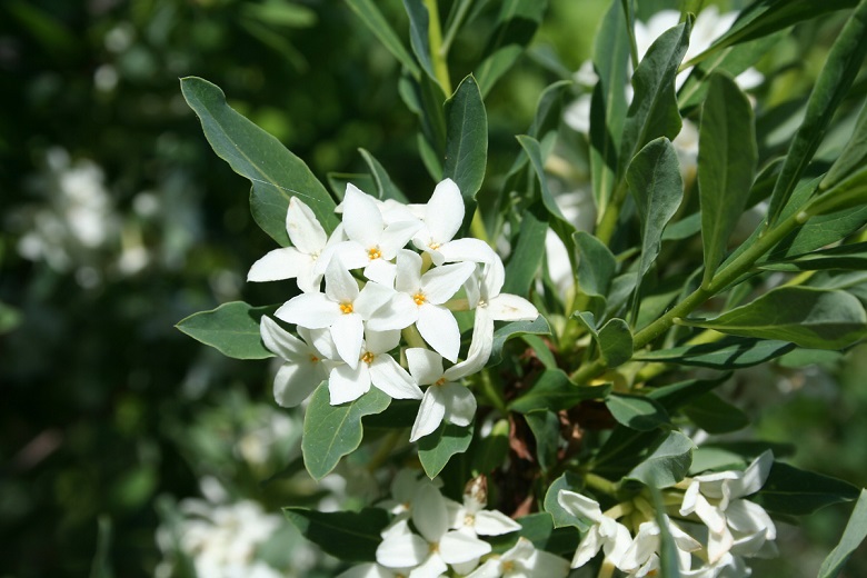 Волчеягодник крымский