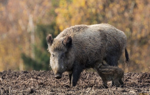 Кабан по способу питания: что ест и как питается это дикое животное