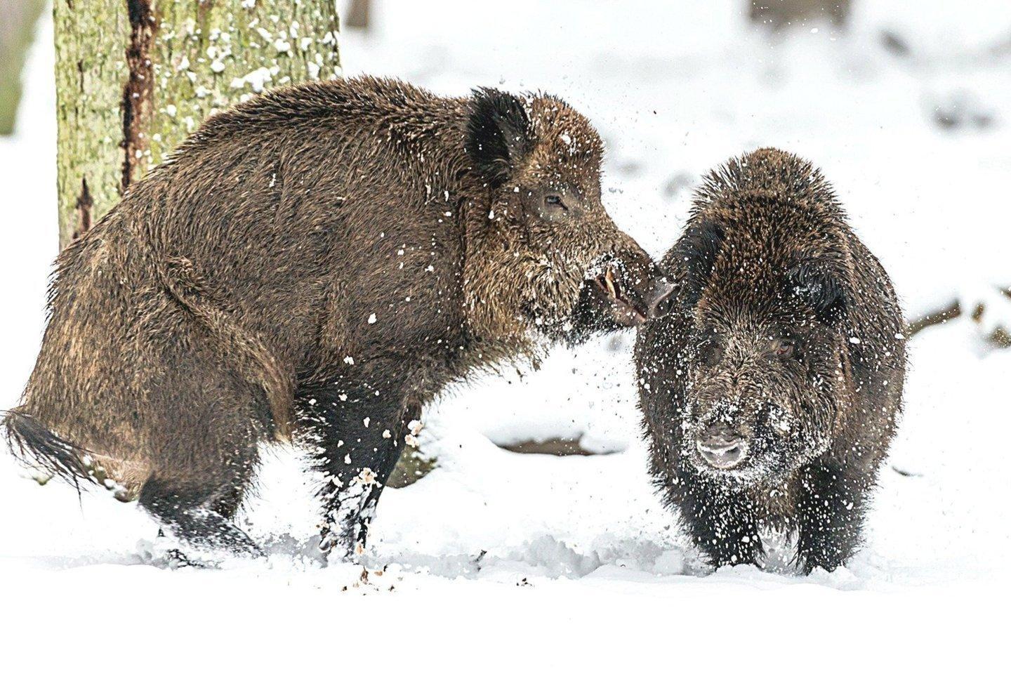 Кабан по способу питания: что ест и как питается это дикое животное