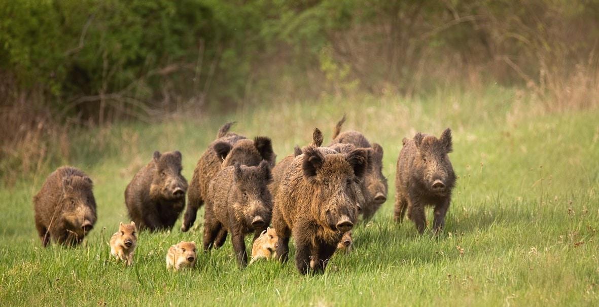 Кабан по способу питания: что ест и как питается это дикое животное