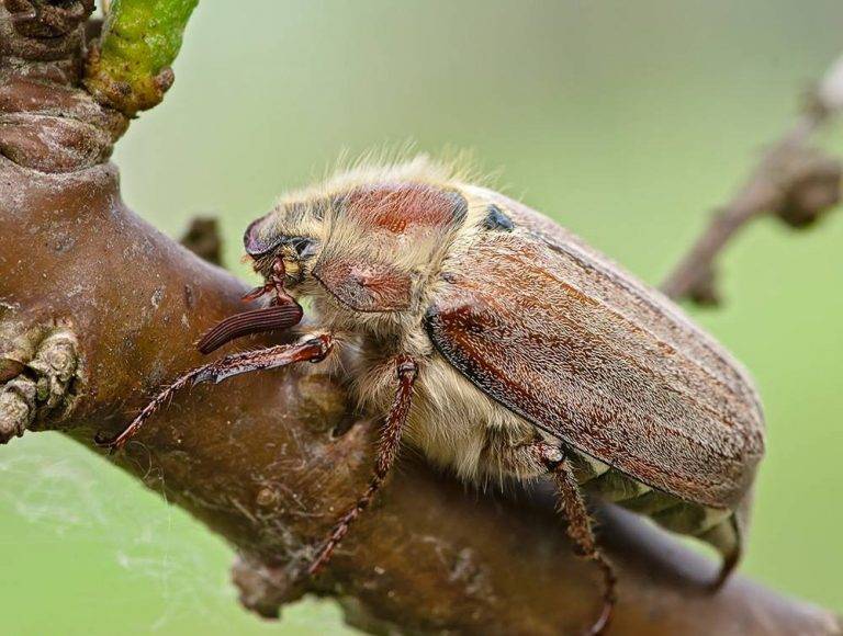 Майский жук: чем питается, сколько живет, хрущ, сколько ног, западный, восточный, внешнее строение, личинка, развитие, среда обитания