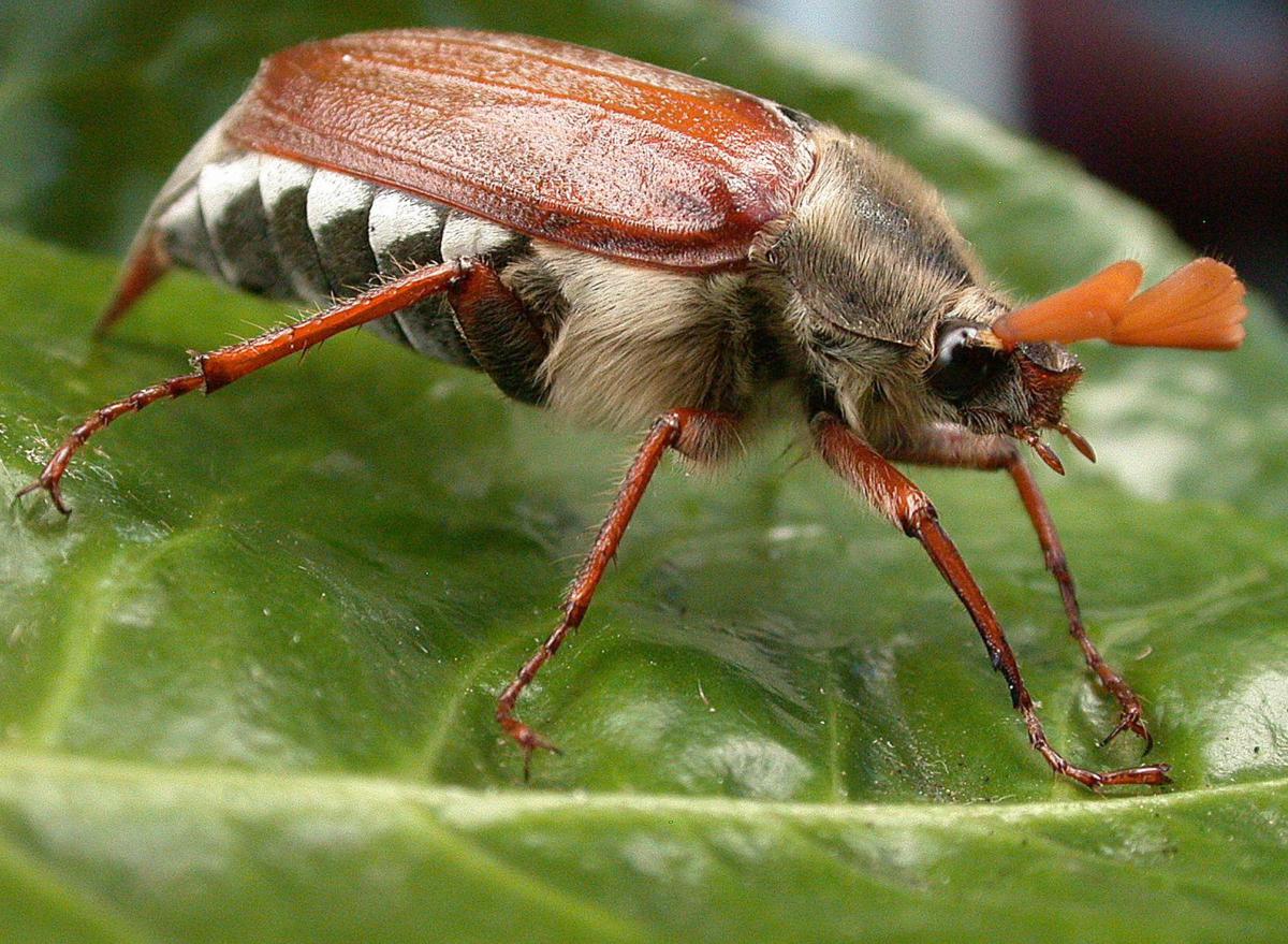 Майский жук: чем питается, сколько живет, хрущ, сколько ног, западный, восточный, внешнее строение, личинка, развитие, среда обитания