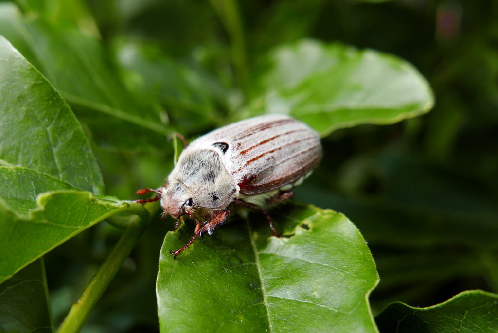 Майский жук: чем питается, сколько живет, хрущ, сколько ног, западный, восточный, внешнее строение, личинка, развитие, среда обитания