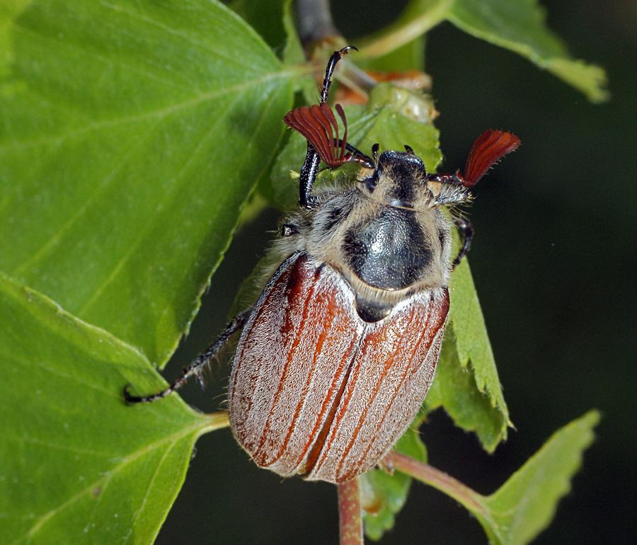 Майский жук: чем питается, сколько живет, хрущ, сколько ног, западный, восточный, внешнее строение, личинка, развитие, среда обитания