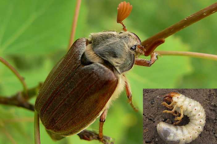 Майский жук: чем питается, сколько живет, хрущ, сколько ног, западный, восточный, внешнее строение, личинка, развитие, среда обитания