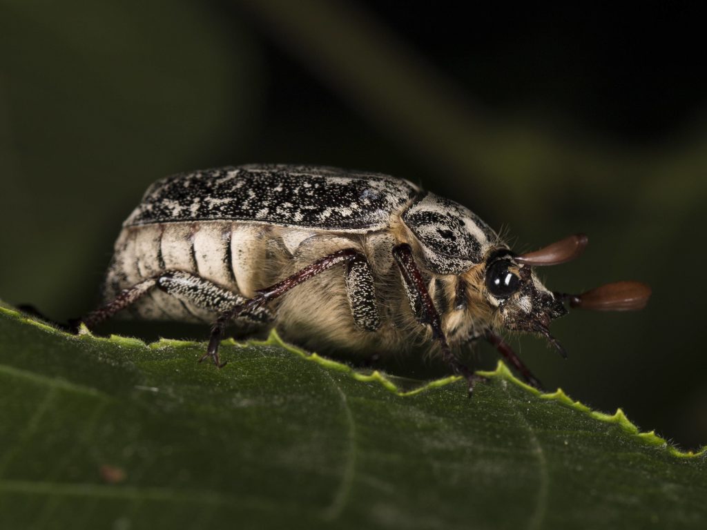 Майский жук: чем питается, сколько живет, хрущ, сколько ног, западный, восточный, внешнее строение, личинка, развитие, среда обитания