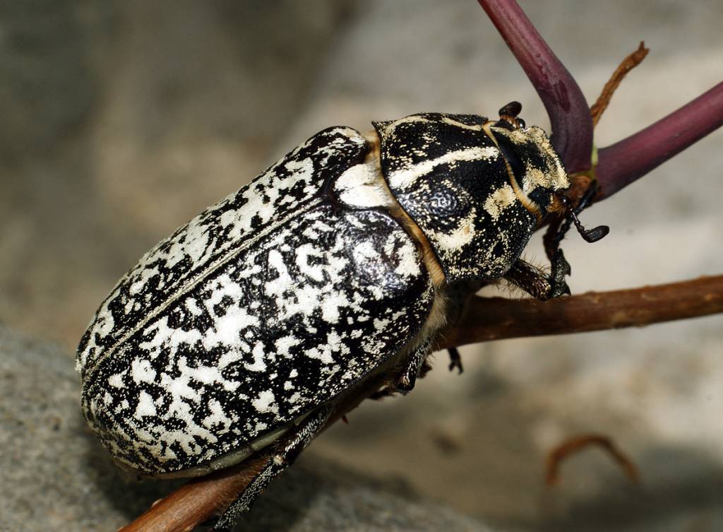 Майский жук: чем питается, сколько живет, хрущ, сколько ног, западный, восточный, внешнее строение, личинка, развитие, среда обитания