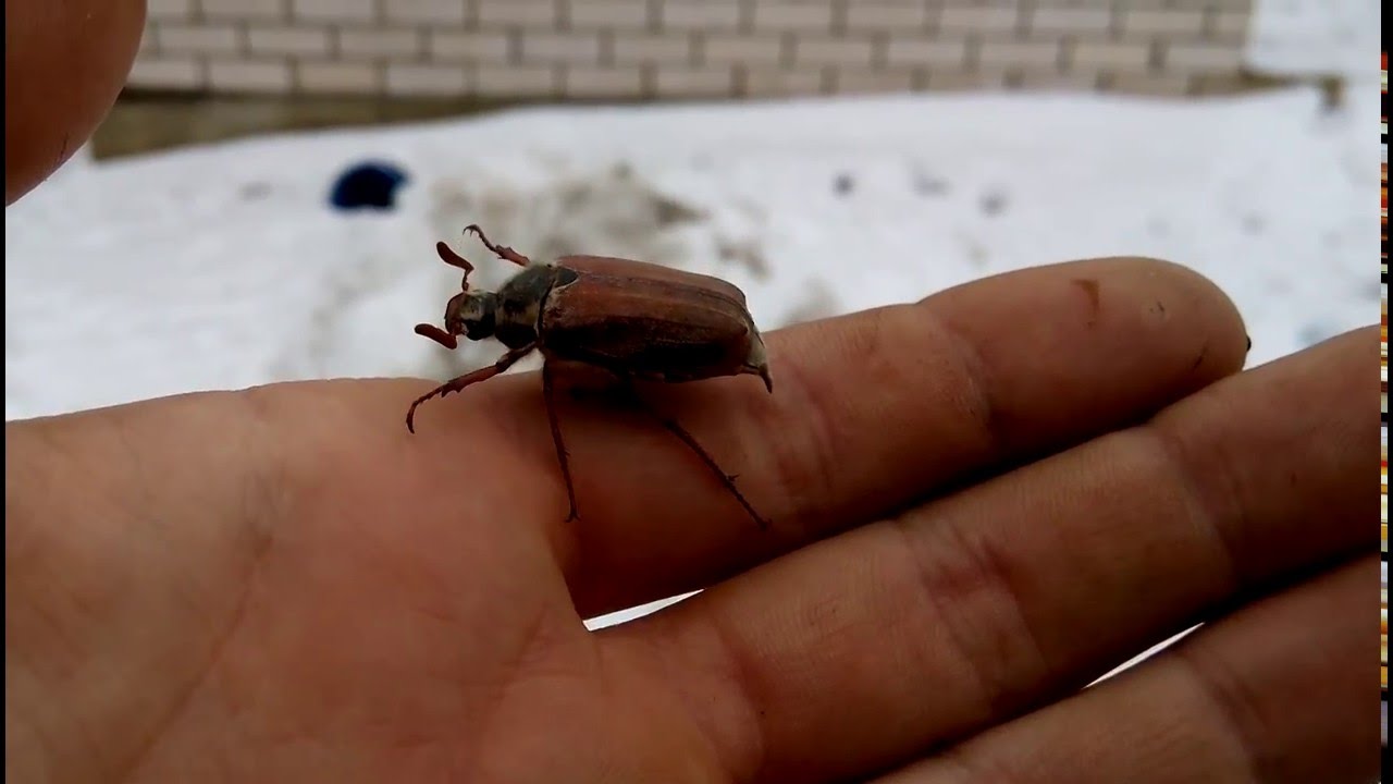 Майский жук: чем питается, сколько живет, хрущ, сколько ног, западный, восточный, внешнее строение, личинка, развитие, среда обитания