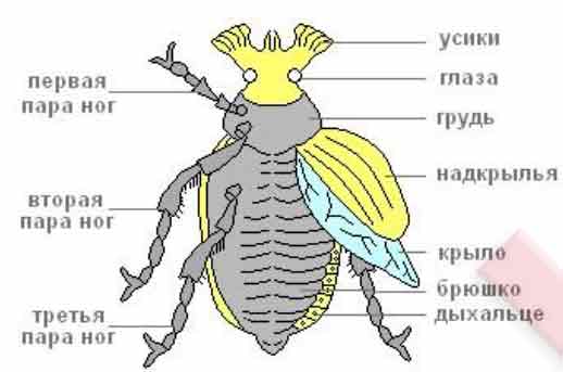 Майский жук: чем питается, сколько живет, хрущ, сколько ног, западный, восточный, внешнее строение, личинка, развитие, среда обитания