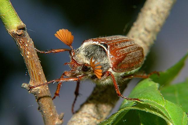Майский жук: чем питается, сколько живет, хрущ, сколько ног, западный, восточный, внешнее строение, личинка, развитие, среда обитания