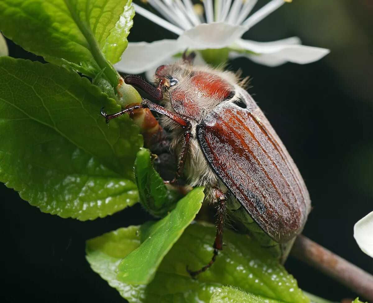 Майский жук: чем питается, сколько живет, хрущ, сколько ног, западный, восточный, внешнее строение, личинка, развитие, среда обитания