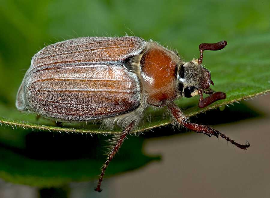 Майский жук: чем питается, сколько живет, хрущ, сколько ног, западный, восточный, внешнее строение, личинка, развитие, среда обитания