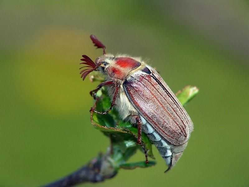 Майский жук: чем питается, сколько живет, хрущ, сколько ног, западный, восточный, внешнее строение, личинка, развитие, среда обитания