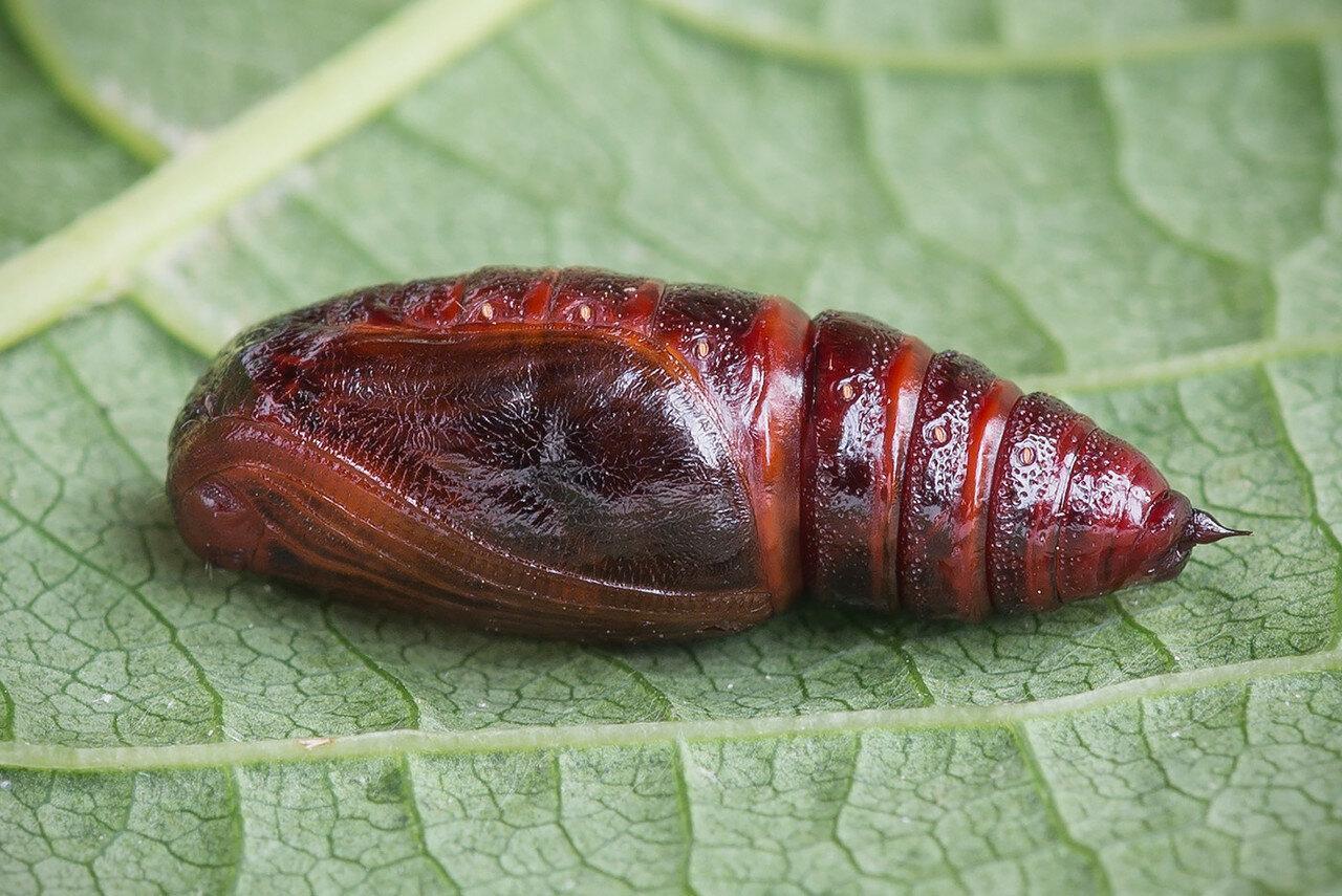 Майский жук: чем питается, сколько живет, хрущ, сколько ног, западный, восточный, внешнее строение, личинка, развитие, среда обитания