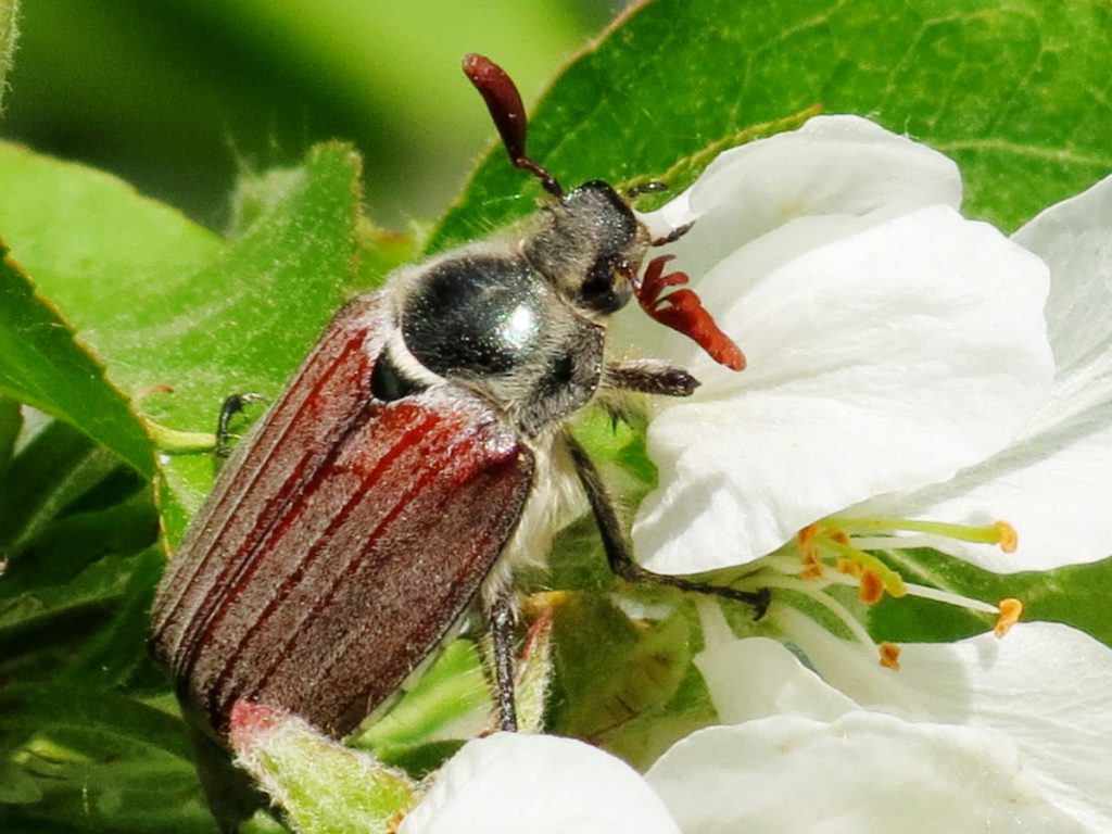 Майский жук: чем питается, сколько живет, хрущ, сколько ног, западный, восточный, внешнее строение, личинка, развитие, среда обитания