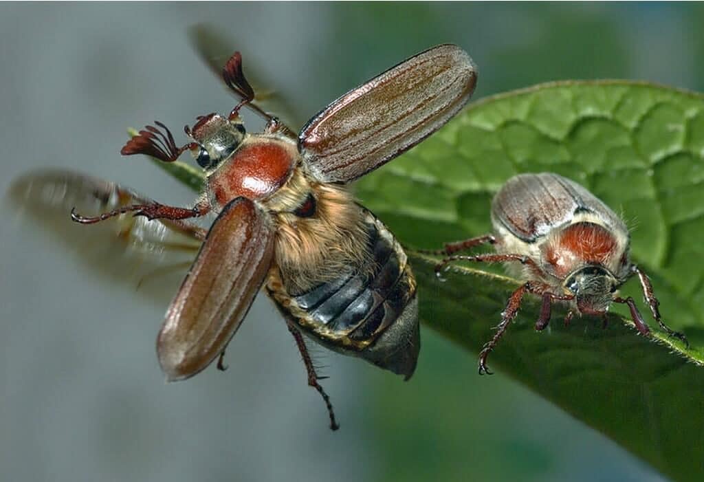 Майский жук: чем питается, сколько живет, хрущ, сколько ног, западный, восточный, внешнее строение, личинка, развитие, среда обитания