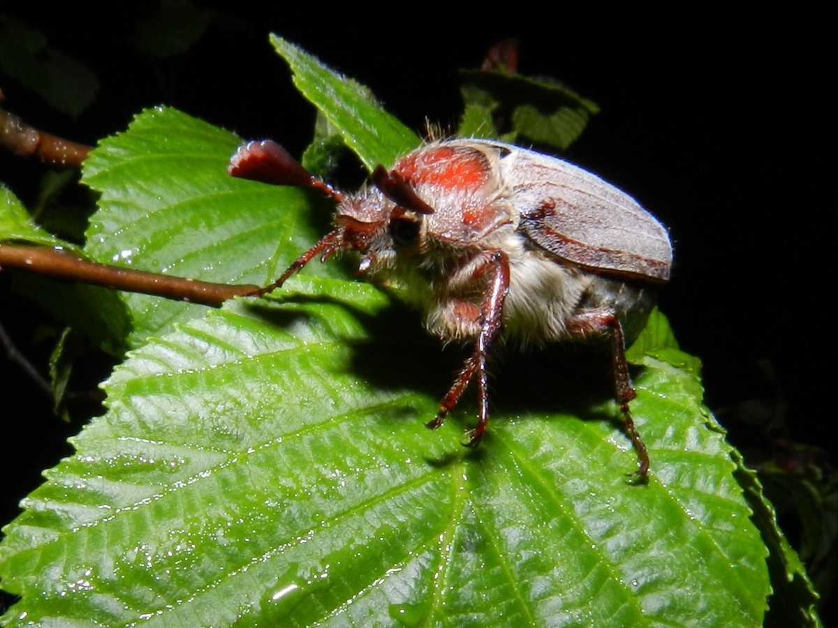Майский жук: чем питается, сколько живет, хрущ, сколько ног, западный, восточный, внешнее строение, личинка, развитие, среда обитания