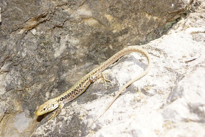 Ящерица Линдхольма