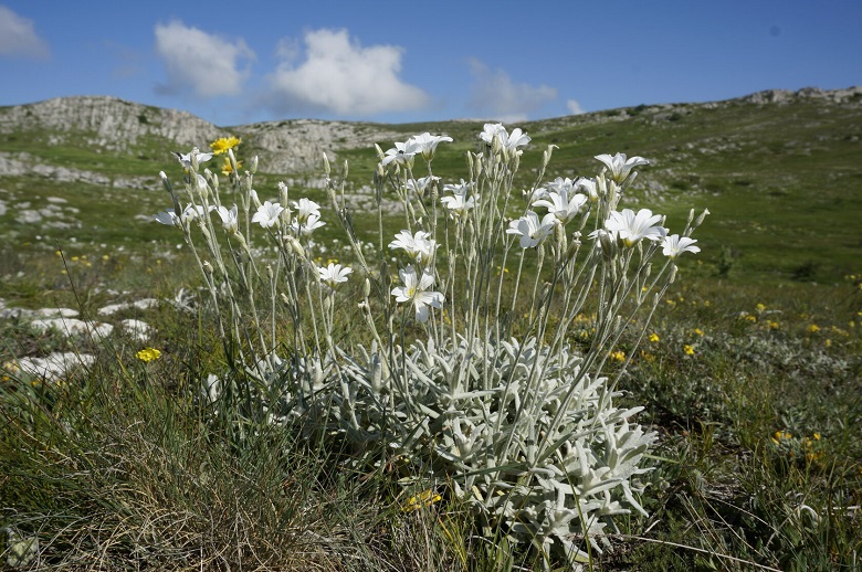 Ясколка Биберштейна, крымский эдельвейс