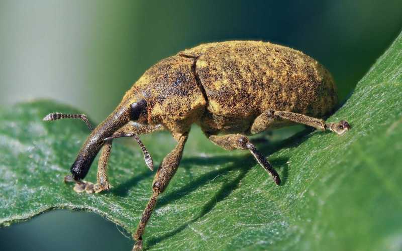 Насекомое жук-долгоносик Насекомое жук-долгоносик