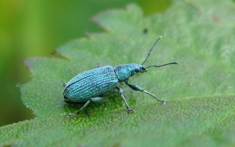 Амбарный (зерновой слоник) Амбарный (зерновой слоник)