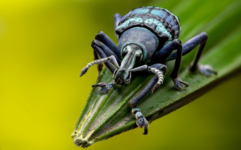 Голова жука Голова жука