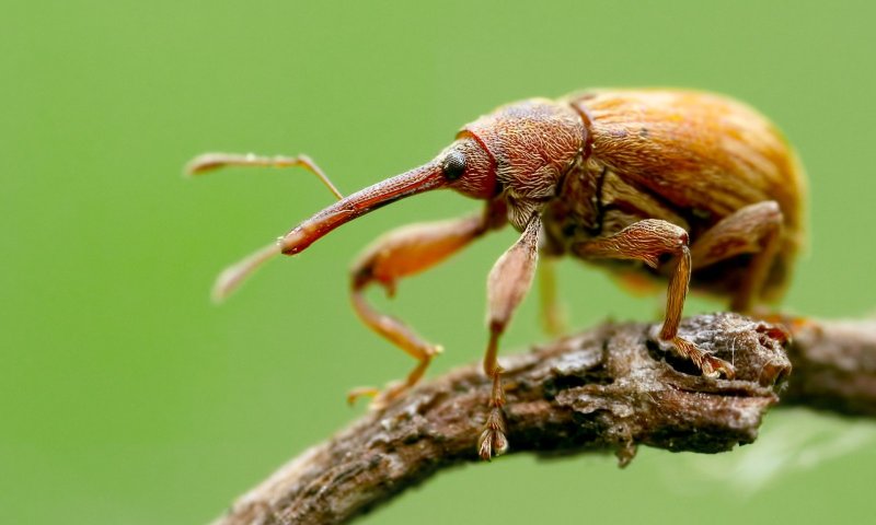 Жуки вид сбоку Жуки вид сбоку