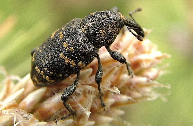 Ест растение Ест растение