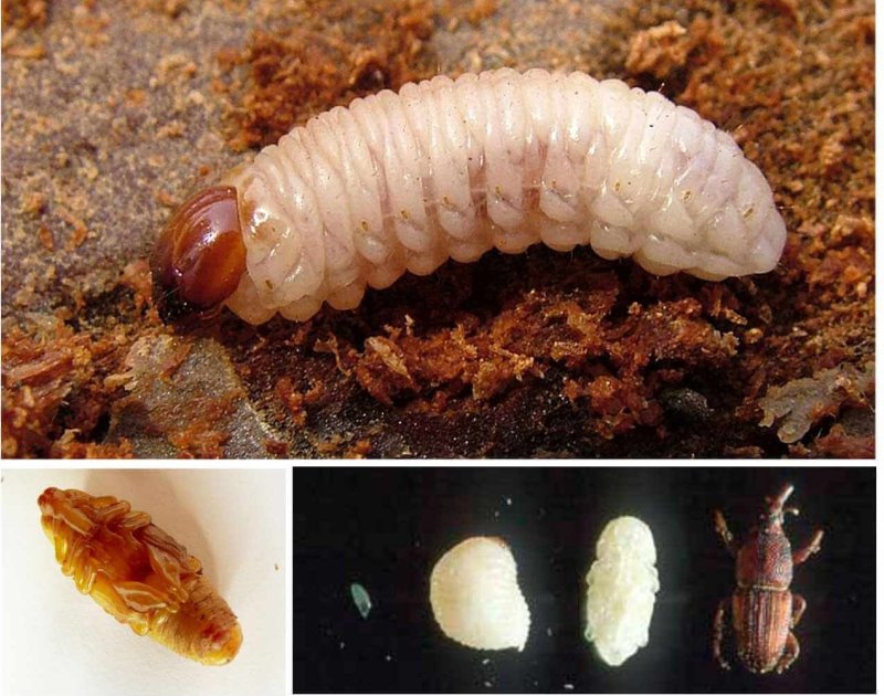 Личинка жука-долгоносика Личинка жука-долгоносика