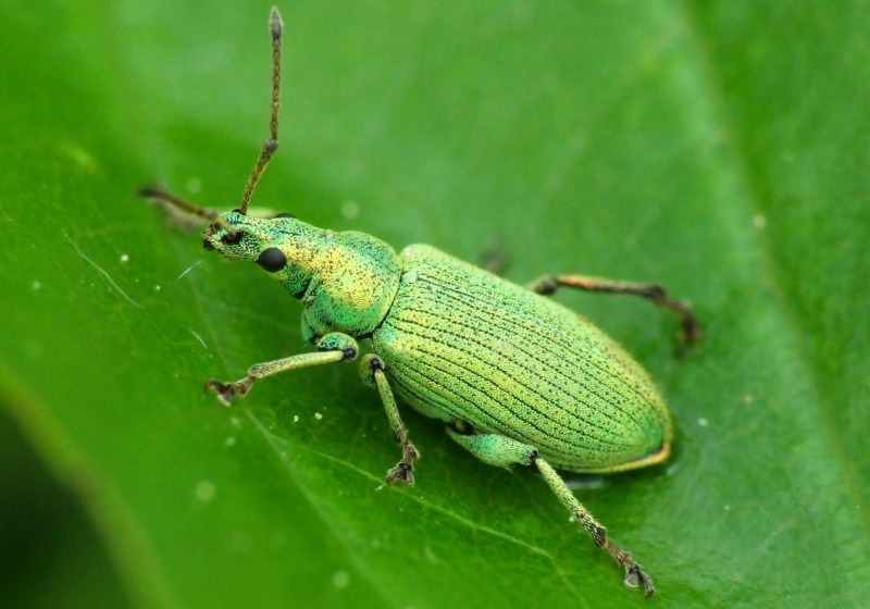 Зеленый жук Зеленый жук