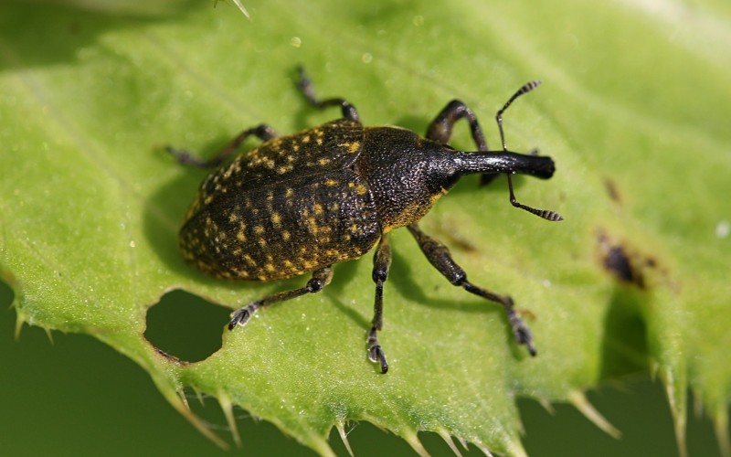 Жук-вредитель Жук-вредитель