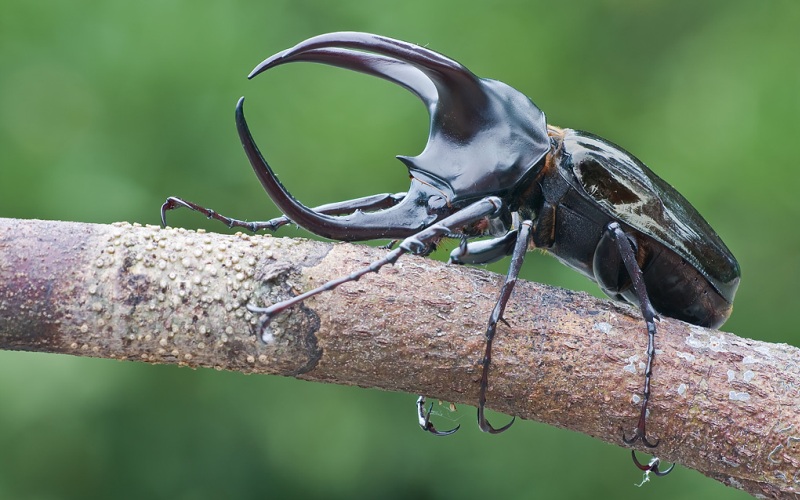 Удивительный жук Удивительный жук