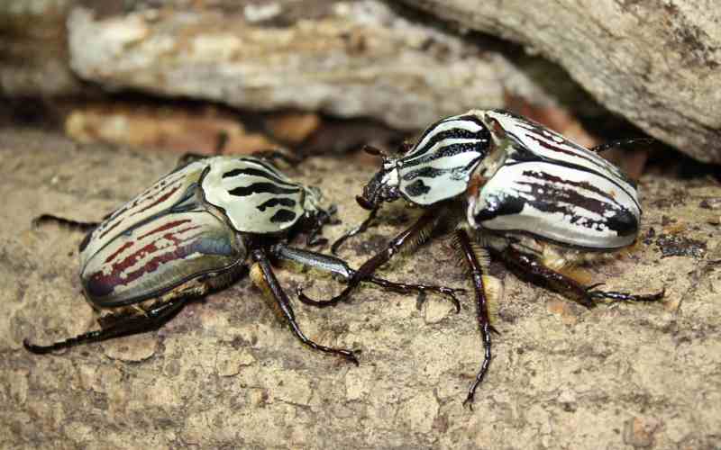 Жуки на дереве Жуки на дереве