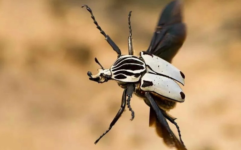 На ходу На ходу