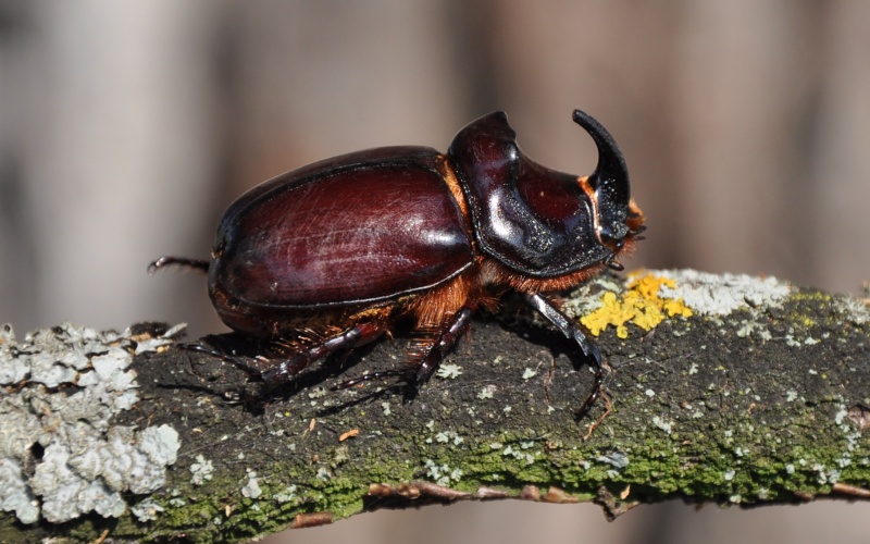Ползать по дереву