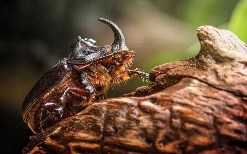 Насекомое жук-носорог Насекомое жук-носорог