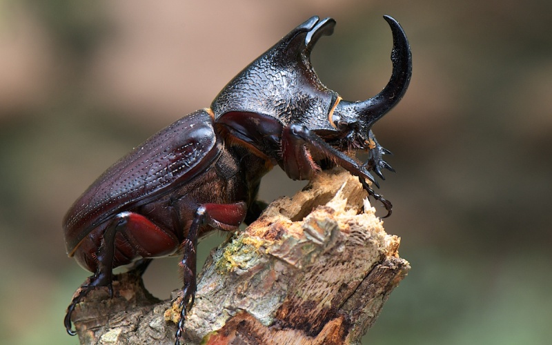 Живет на соке деревьев