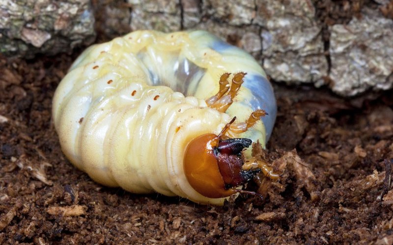 Личинка жука-носорога