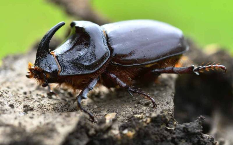 Ползание по земле