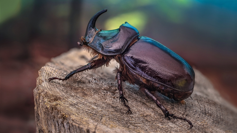 Необычный жук