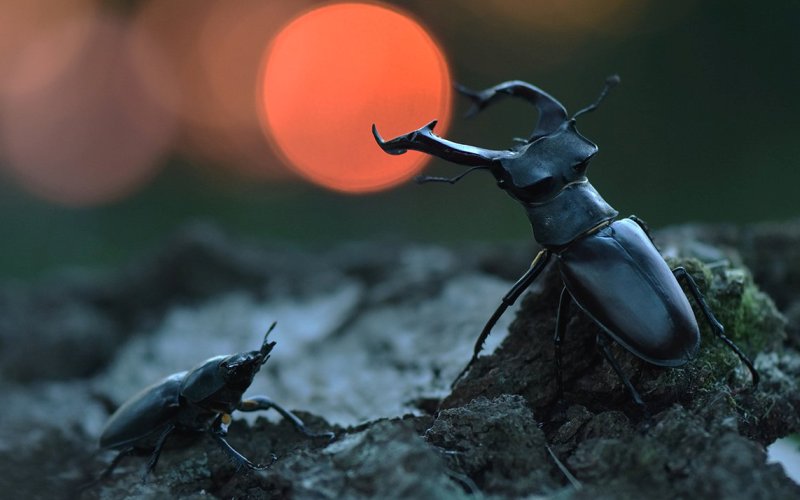Жуки на закате Жуки на закате