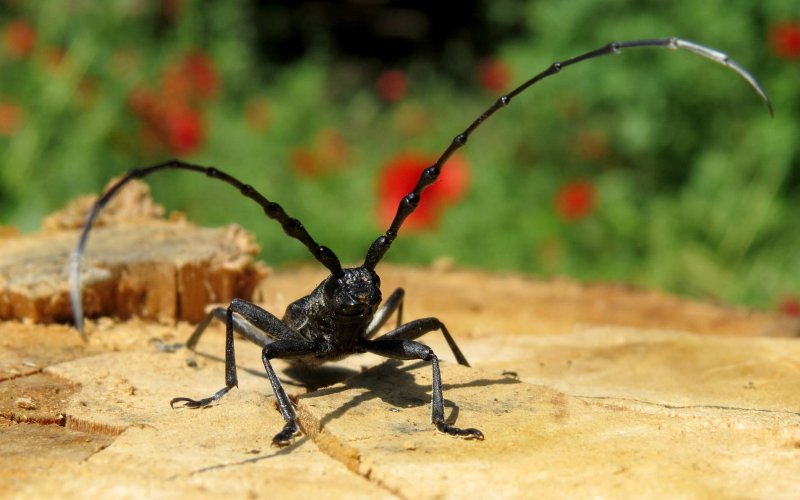 Сидя на тарелке