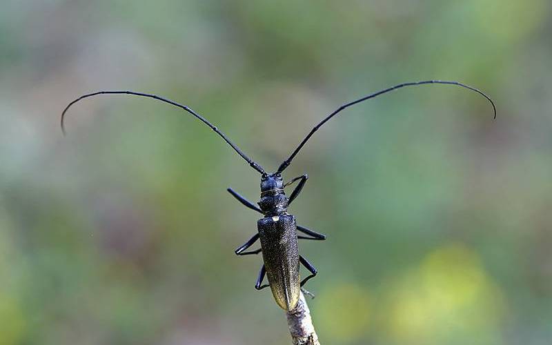 Маленький лесоруб