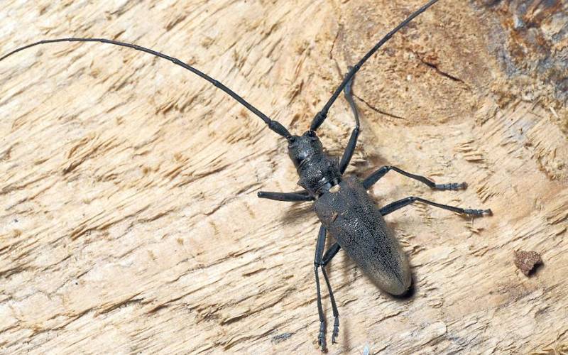 Жук-усач сидит на березе