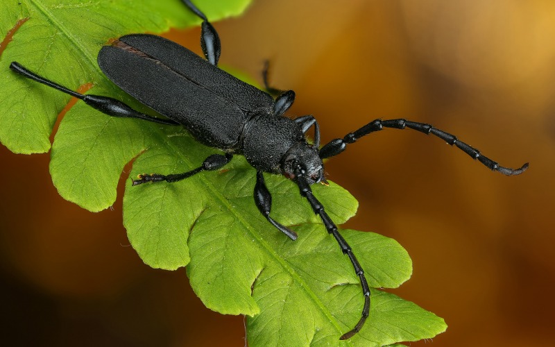 Жук-насекомое Жук-насекомое