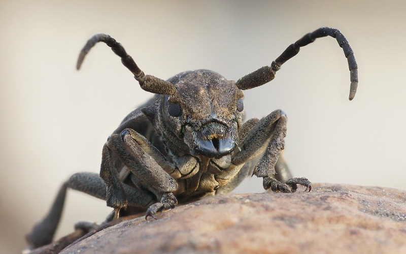 Голова лесоруба Голова лесоруба