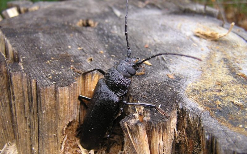 Жук-плотник