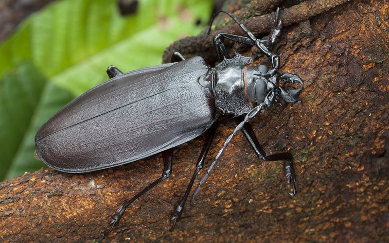 Жук-лесоруб Титан