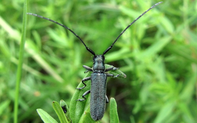 Сидя в траве