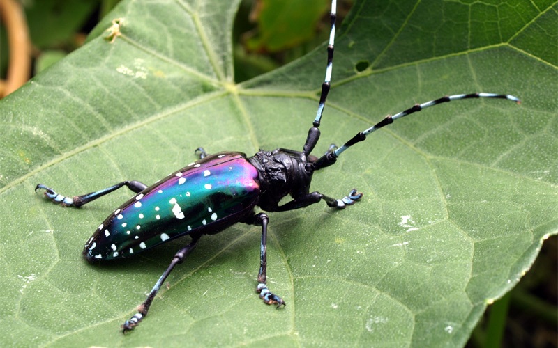 Фиолетовый жук